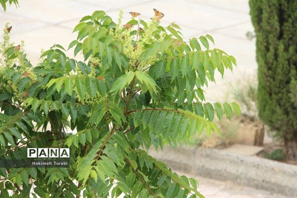 حضور میهمانان ناخوانده زیبا در شهر بیرجند