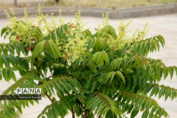 حضور میهمانان ناخوانده زیبا در شهر بیرجند