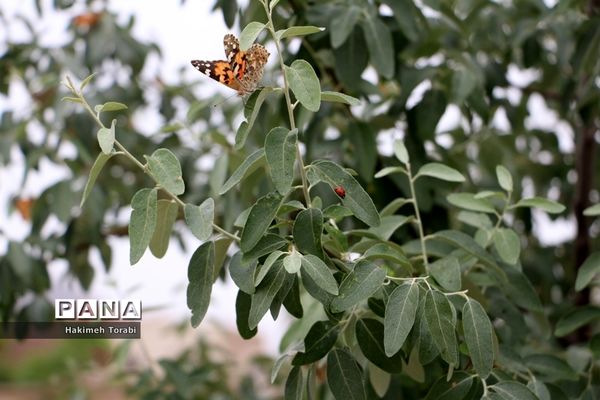 حضور میهمانان ناخوانده زیبا در شهر بیرجند