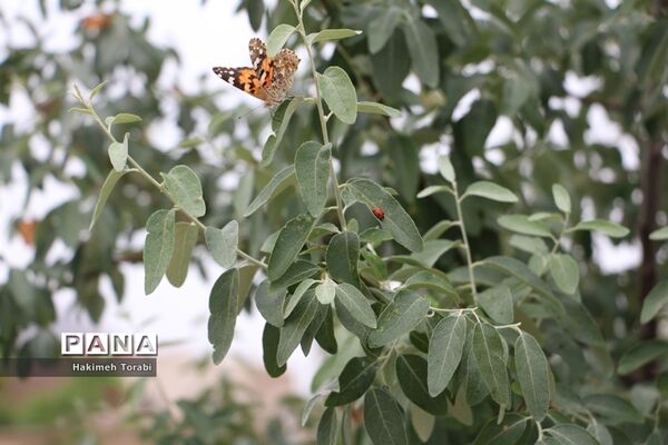 حضور میهمانان ناخوانده زیبا در شهر بیرجند