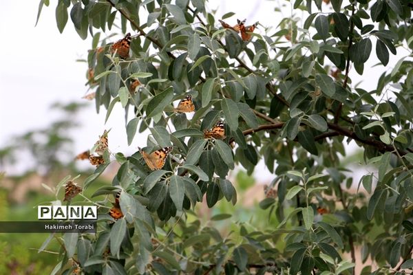 حضور میهمانان ناخوانده زیبا در شهر بیرجند