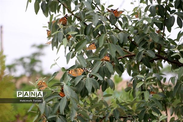 حضور میهمانان ناخوانده زیبا در شهر بیرجند