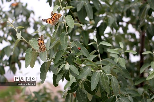 حضور میهمانان ناخوانده زیبا در شهر بیرجند