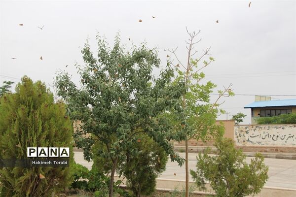 حضور میهمانان ناخوانده زیبا در شهر بیرجند