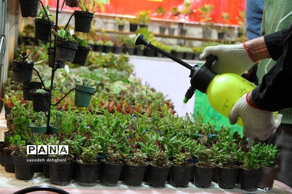 ۵ میلیون واحد گل و گیاه مازندران به خارج از کشور صادر شد