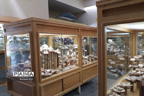 مجموعه‌ای کم‌نظیر از انواع گونه‌های حیوانی، گیاهی در موزه تاریخ طبیعی همدان