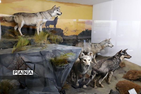 مجموعه‌ای کم‌نظیر از انواع گونه‌های حیوانی، گیاهی در موزه تاریخ طبیعی همدان