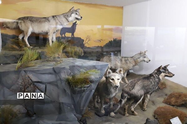مجموعه‌ای کم‌نظیر از انواع گونه‌های حیوانی، گیاهی در موزه تاریخ طبیعی همدان