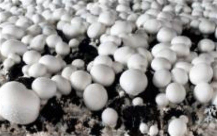 فواید قارچ گانودرما با خواص بی‌نظیر آن در درمان بیماری‌ها