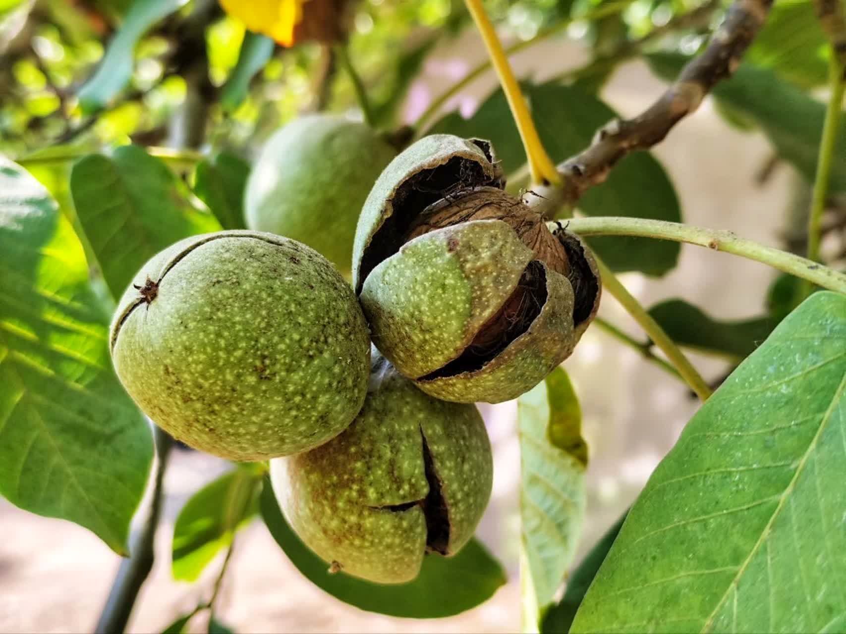 سامان، سرزمین گردو؛ فصل طلایی برداشت آغاز شد