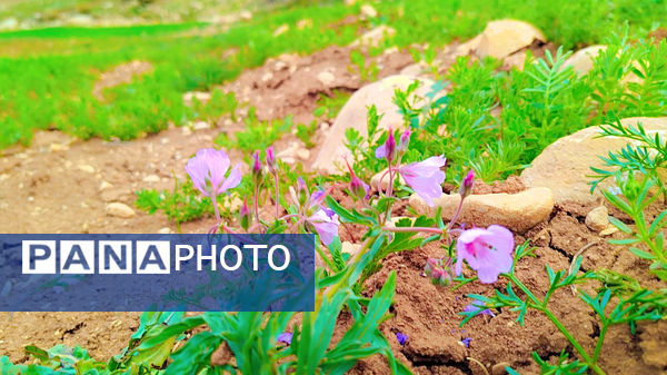 طبیعت بهاری، فرصتی برای سرزندگی روح 