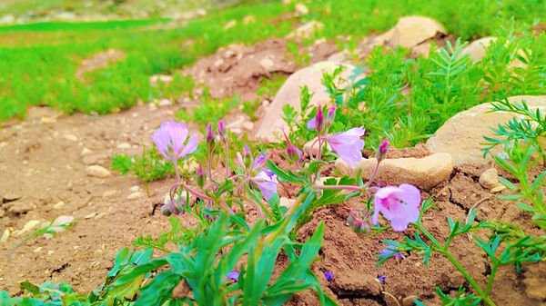 طبیعت بهاری، فرصتی برای سرزندگی روح 