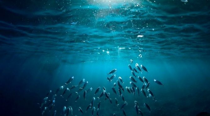 اعماق اقیانوس؛ دنیای اسرارآمیز زیر امواج