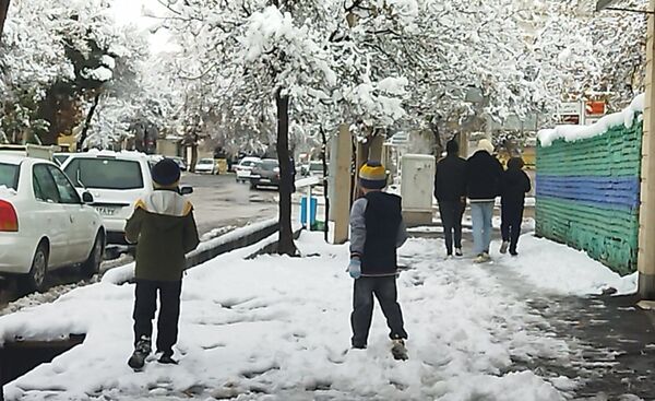 درختان طلایی ، سفید پوش شدند 