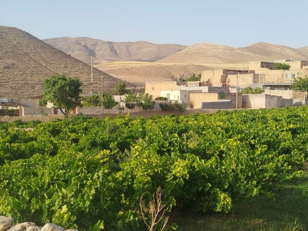 گزکوه، قطب انگور خراسان شمالی 