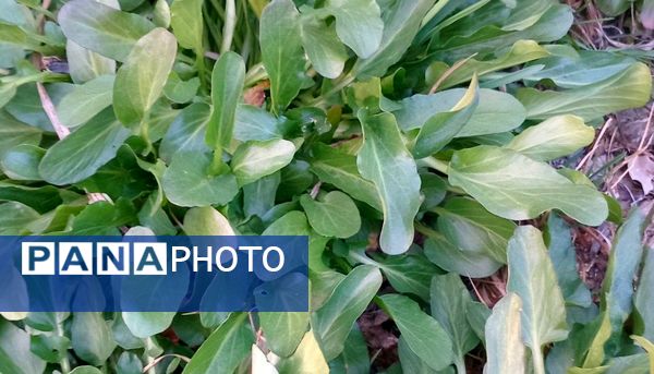 شکوفه‌های بهاری بر قامت درختان ‌