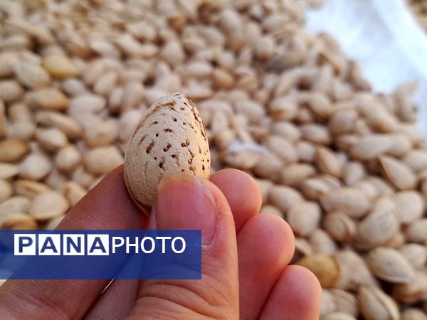 مارکده، سرزمین طلایی بادام و گردو؛ گنجینه‌ای از طعم و سنت در دل سامان