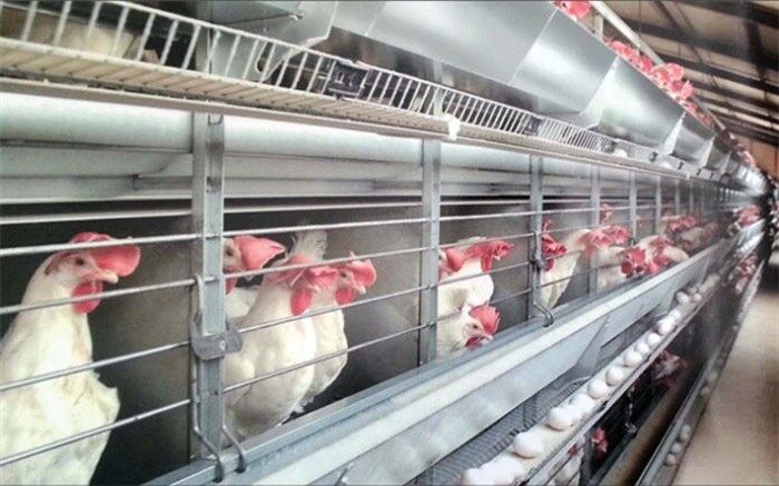 مرغ‌های تخم‌گذار در آستانه کشتار