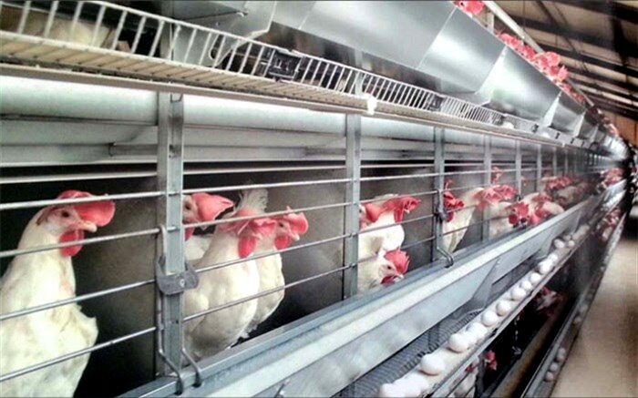 مرغ‌های تخم‌گذار در آستانه کشتار