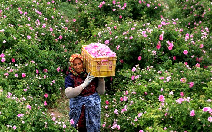 برداشت گل محمدی در آذربایجان غربی آغاز شد