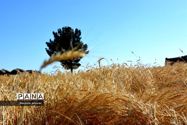 به ثمر رسیدن خوشه‌های طلایی گندم در شهرستان خوسف