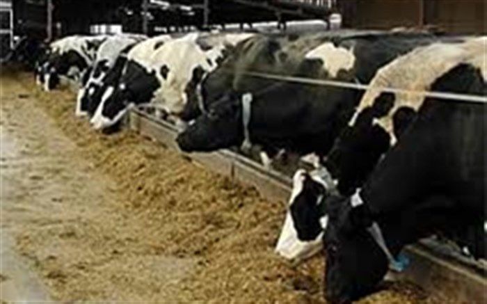 پیش بینی افزایش ۱۵ درصدی تولیدات عشایرآذربایجان غربی درسال جاری