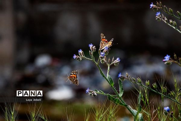 بازگشت پروانه‌ها به تهران