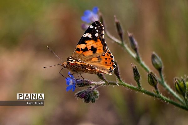 بازگشت پروانه‌ها به تهران