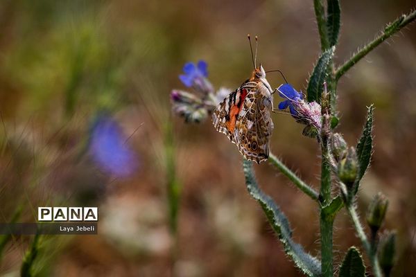 بازگشت پروانه‌ها به تهران