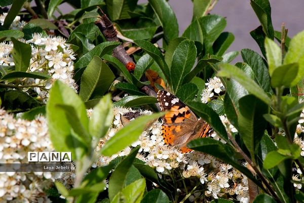 بازگشت پروانه‌ها به تهران