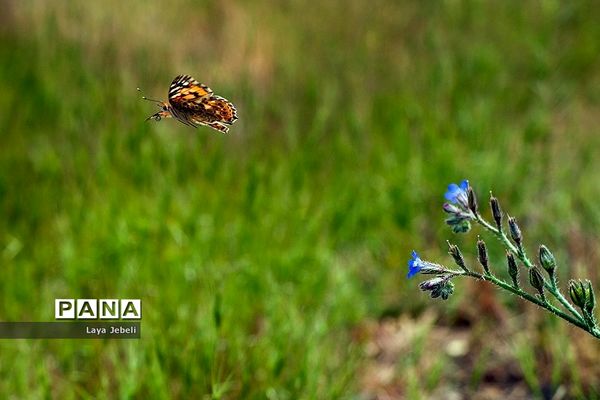 بازگشت پروانه‌ها به تهران