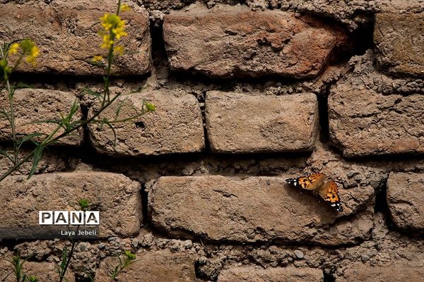 بازگشت پروانه‌ها به تهران