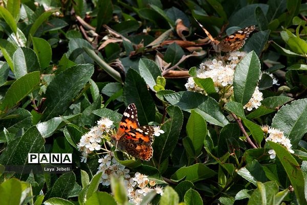 بازگشت پروانه‌ها به تهران