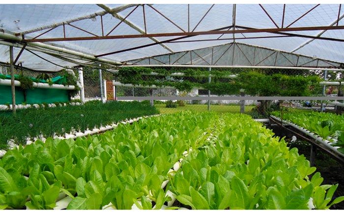 افتتاح 98 پروژه کشاورزی با اعتبار 1250 میلیارد ریال در آذربایجان‌شرقی