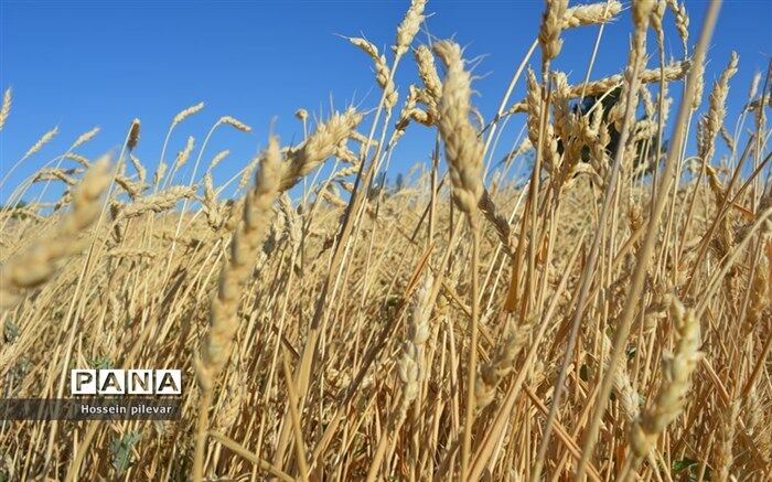 خرید تضمینی گندم از ۲.۵ میلیون تن گذشت