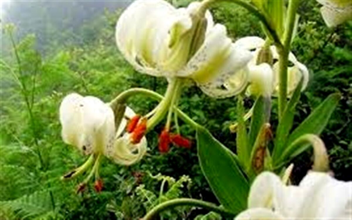 سوسن چلچراغ ثبت جهانی ماسوله را آسان می کند