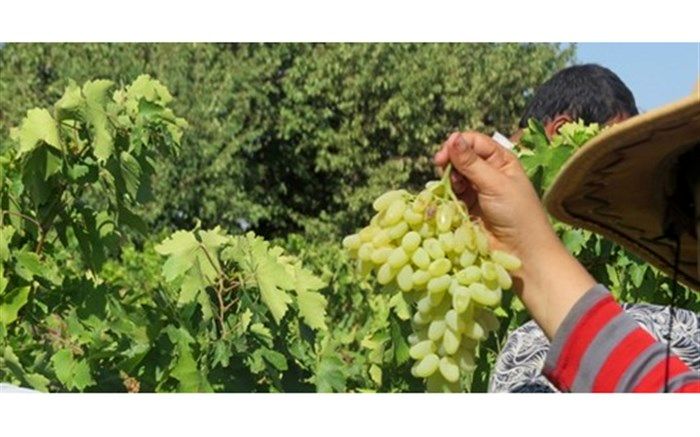 آغاز برداشت انگور در فارس