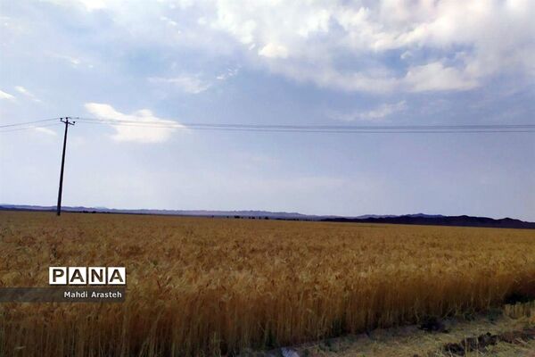 برگزاری جشن شکرگزاری برداشت گندم در روستای فیض آباد ،جلگه ماژان شهرستان خوسف