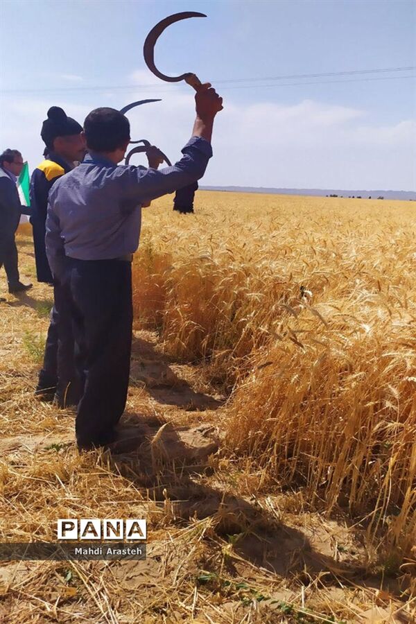 برگزاری جشن شکرگزاری برداشت گندم در روستای فیض آباد ،جلگه ماژان شهرستان خوسف