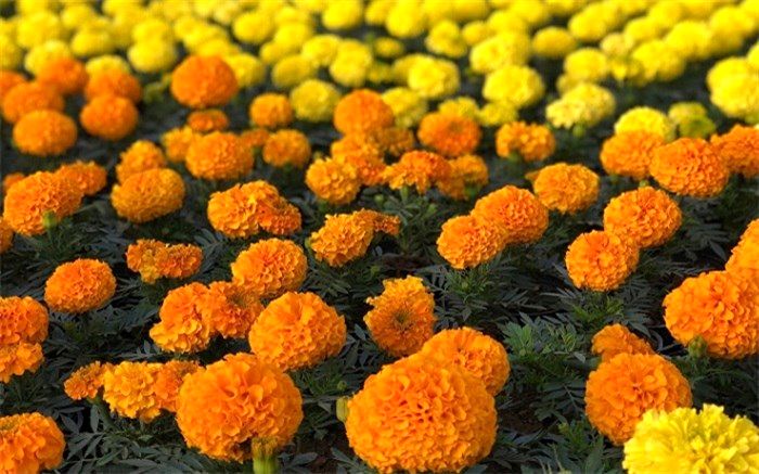 توزیع گلدان‌های گل در غرفه‌های بازیافت منطقه بیست