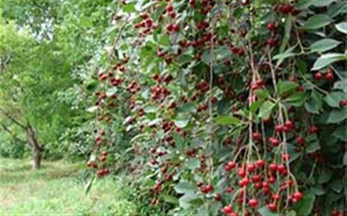 افزایش ۳۰ درصدی تولید آلبالو در مهاباد