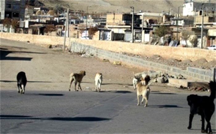 کودک دوساله طعمه سگ‌ها شد