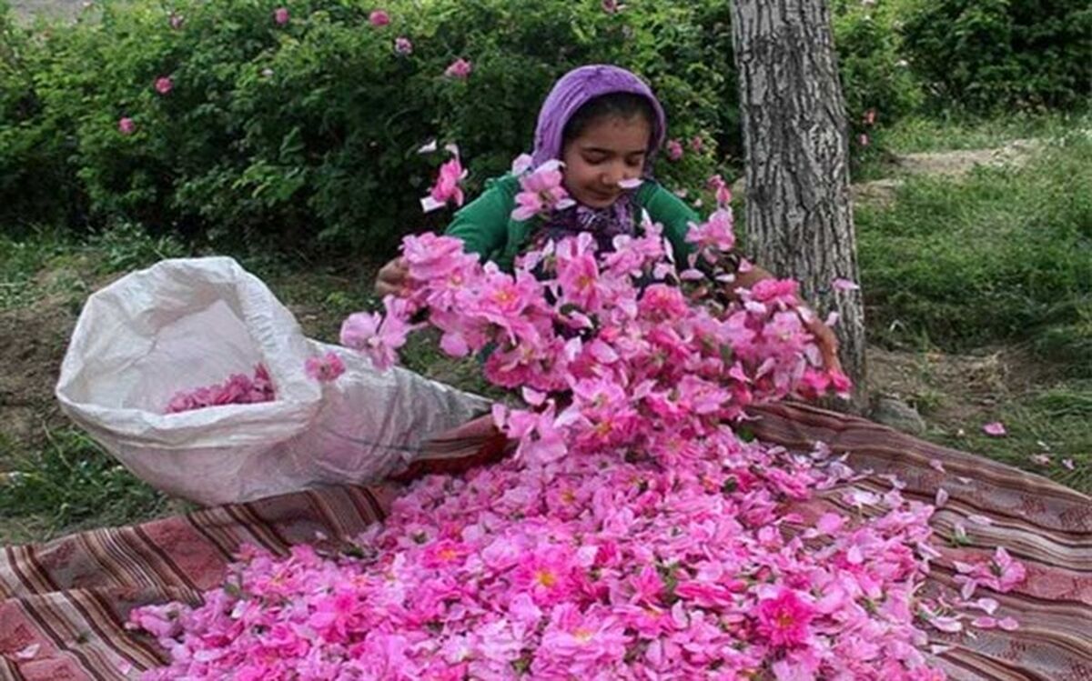 نهمین جشنواره گل‌محمدی در شهرستان اسکو برگزار می‌شود