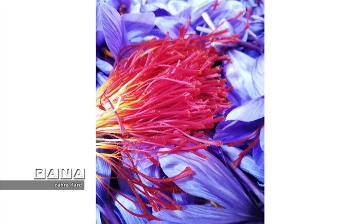 قیمت زعفران ۲ میلیون تومان کاهش یافت
