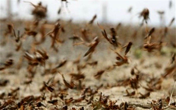 احتمال حمله موج دوم ‌ملخ‌ها صحرایی‌ ‌به سیستان و بلوچستان