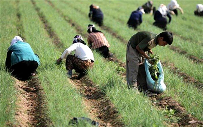 رونق کشت گیاهان دارویی درشهرستان  نظر آباد
