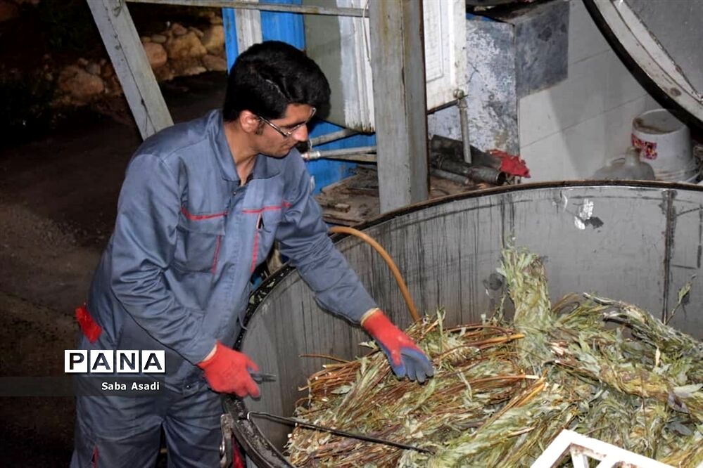 فصل تابستان و رونق عرق گیری در شیراز
