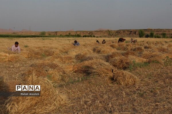 خوشه های طلایی گندم در نگین کویر