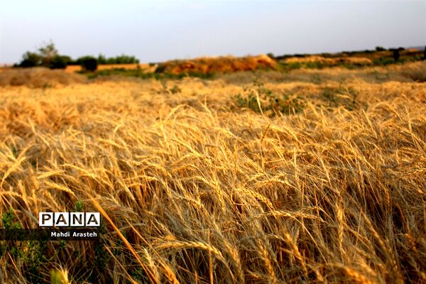 خوشه های طلایی گندم در نگین کویر