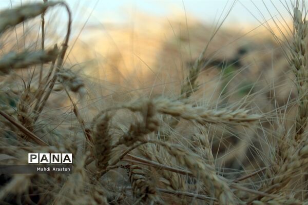 خوشه های طلایی گندم در نگین کویر